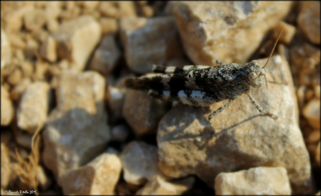 Oedipoda caerulescens